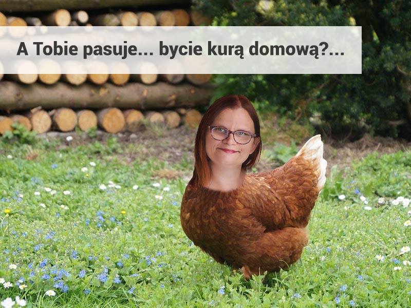 kura domowa